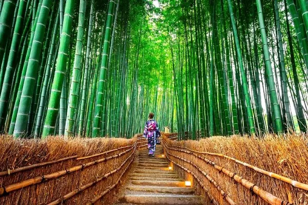 Japan By Rail In Autumn