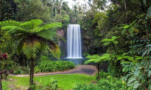 Queensland Savannah